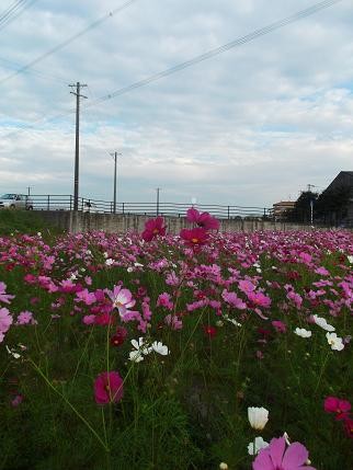 f:id:fujiwarakominka:20121014162723j:image