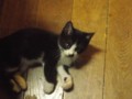 f:id:fujiwarakominka:20121113164216j:image:medium