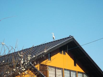 f:id:fujiwarakominka:20130228091428j:image
