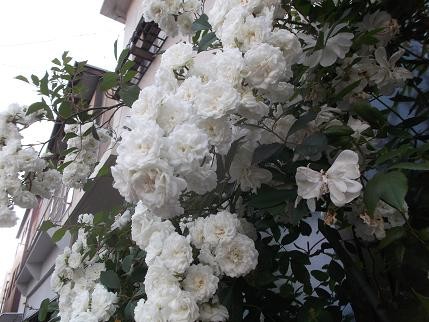 f:id:fujiwarakominka:20130516174814j:image