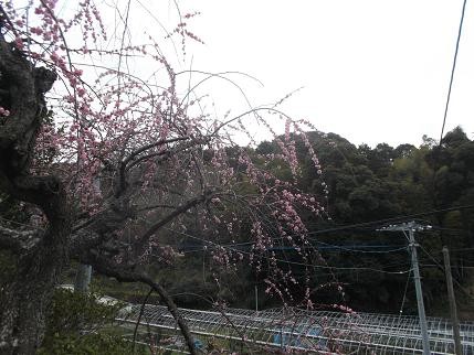 f:id:fujiwarakominka:20140215115202j:image f:id:fujiwarakominka:20140215115202j:image