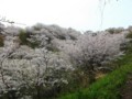f:id:fujiwarakominka:20140331125346j:image:medium f:id:fujiwarakominka:20140331125346j:image:medium