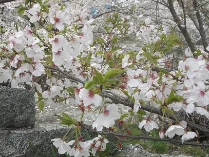 f:id:fujiwarakominka:20140331125929j:image f:id:fujiwarakominka:20140331125929j:image