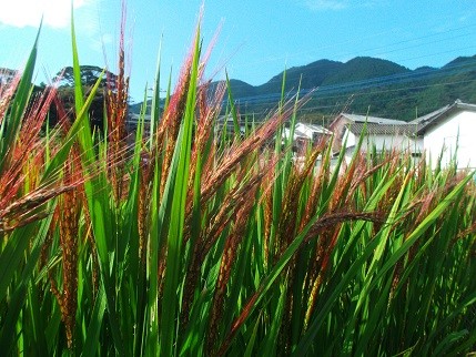 f:id:fujiwarakominka:20140917084314j:image f:id:fujiwarakominka:20140917084314j:image