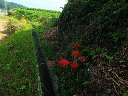 f:id:fujiwarakominka:20140917084651j:image f:id:fujiwarakominka:20140917084651j:image