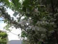 f:id:fujiwarakominka:20150507120607j:image:medium