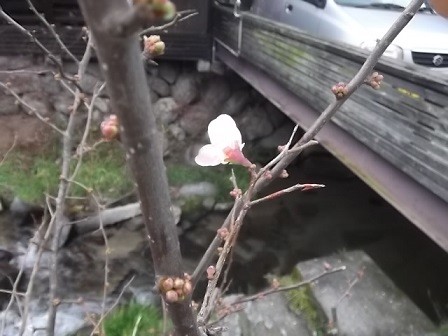 f:id:fujiwarakominka:20160213141950j:image f:id:fujiwarakominka:20160213141950j:image