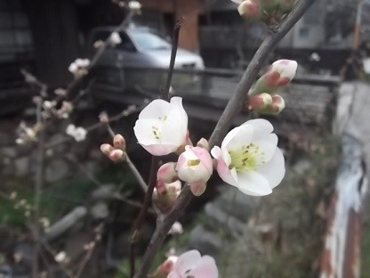 f:id:fujiwarakominka:20160307174213j:plain