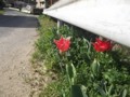 f:id:fujiwarakominka:20160323100605j:image:medium