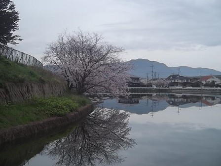 f:id:fujiwarakominka:20160403092637j:image