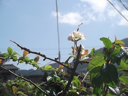 f:id:fujiwarakominka:20160422143810j:image