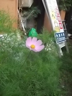 f:id:fujiwarakominka:20160601191942j:image