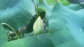 f:id:fujiwarakominka:20160807174220j:image:medium