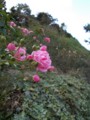 f:id:fujiwarakominka:20161103160549j:image:medium