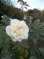 f:id:fujiwarakominka:20161103161329j:image:medium
