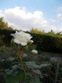 f:id:fujiwarakominka:20161103161344j:image:medium