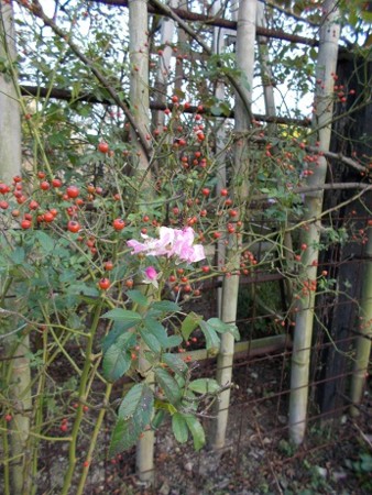 f:id:fujiwarakominka:20161103161518j:image f:id:fujiwarakominka:20161103161518j:image