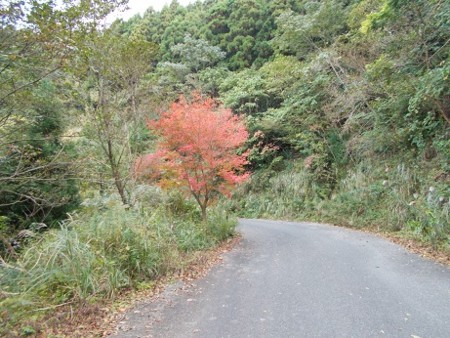 f:id:fujiwarakominka:20161106081617j:image