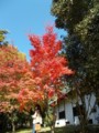 f:id:fujiwarakominka:20161116130101j:image:medium