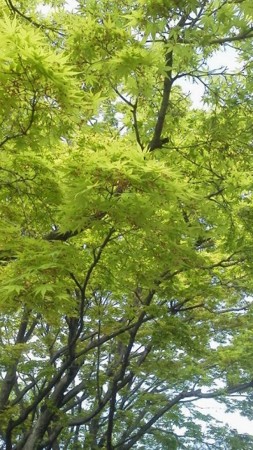 f:id:fujiwarakominka:20170416093146j:image