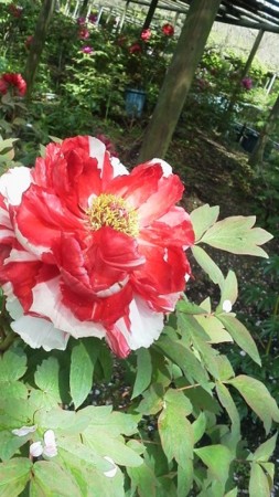f:id:fujiwarakominka:20170416093611j:image