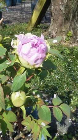 f:id:fujiwarakominka:20170416094249j:image