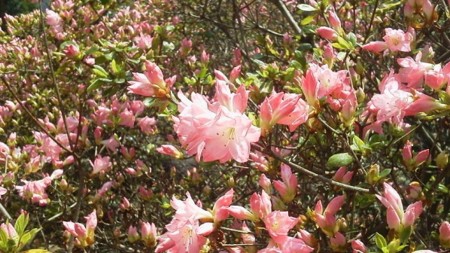 f:id:fujiwarakominka:20170416121231j:image f:id:fujiwarakominka:20170416121231j:image