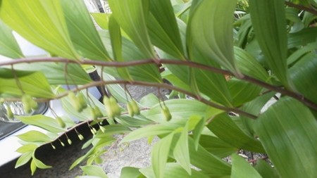 f:id:fujiwarakominka:20170421175846j:image