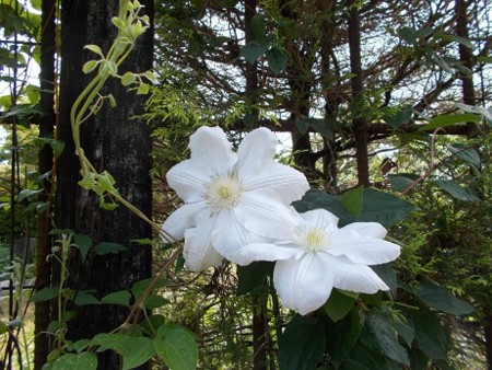 f:id:fujiwarakominka:20170513100842j:image f:id:fujiwarakominka:20170513100842j:image