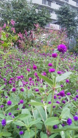 f:id:fujiwarakominka:20170920171745j:image