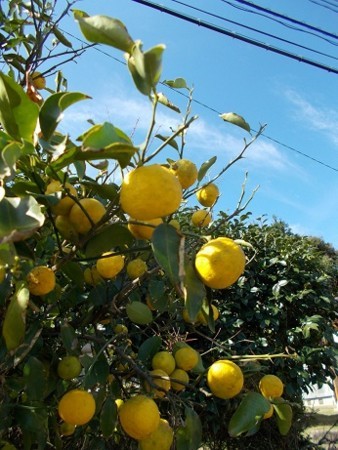 f:id:fujiwarakominka:20171112113811j:image