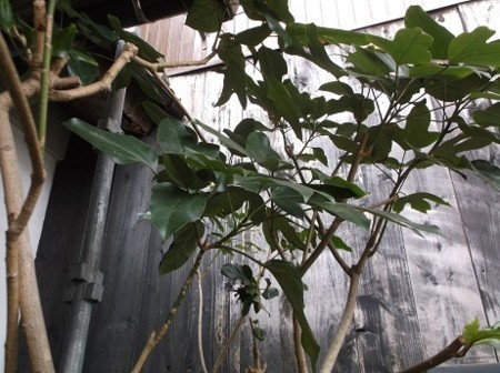 f:id:fujiwarakominka:20180219110301j:image f:id:fujiwarakominka:20180219110301j:image