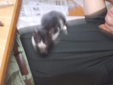 f:id:fujiwarakominka:20180706065917j:image