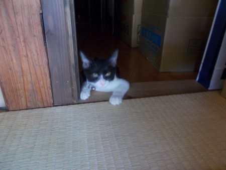 f:id:fujiwarakominka:20180814131438j:plain f:id:fujiwarakominka:20180814131438j:plain