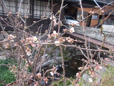 f:id:fujiwarakominka:20190228163821j:plain