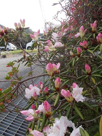 f:id:fujiwarakominka:20190330164121j:plain