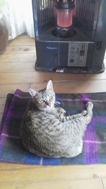 f:id:fujiwarakominka:20191231134717j:plain f:id:fujiwarakominka:20191231134717j:plain