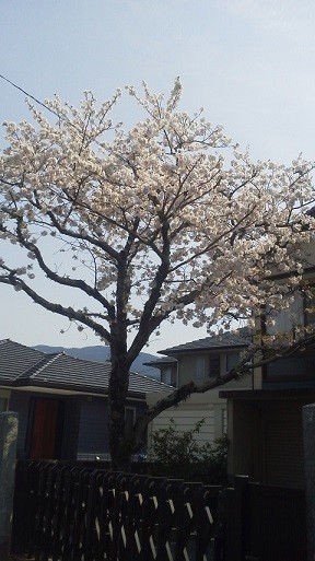 f:id:fujiwarakominka:20200403141653j:plain f:id:fujiwarakominka:20200403141653j:plain