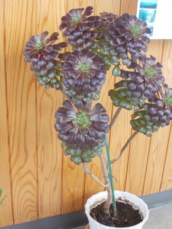 f:id:fujiwarakominka:20200412151641j:plain f:id:fujiwarakominka:20200412151641j:plain