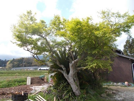 f:id:fujiwarakominka:20200416103208j:plain f:id:fujiwarakominka:20200416103208j:plain