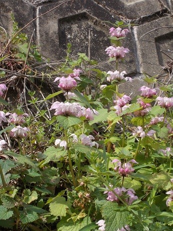f:id:fujiwarakominka:20200419090131j:plain