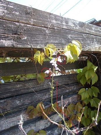 f:id:fujiwarakominka:20200424110648j:plain