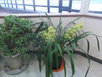f:id:fujiwarakominka:20210123152928j:plain