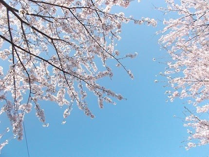 f:id:fujiwarakominka:20210326093042j:plain