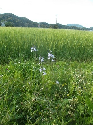 f:id:fujiwarakominka:20210415165018j:plain