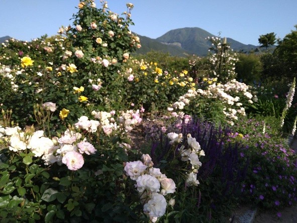 f:id:fujiwarakominka:20210505070939j:plain