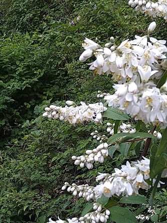 f:id:fujiwarakominka:20210531063240j:plain