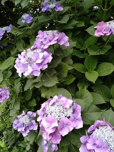 f:id:fujiwarakominka:20210609073603j:plain