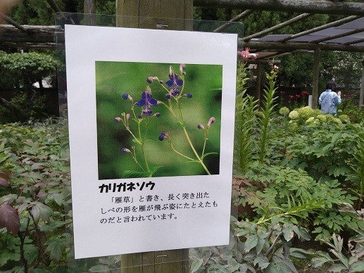 f:id:fujiwarakominka:20210628075459j:plain