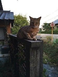 f:id:fujiwarakominka:20211013074653j:plain